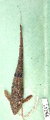  (Rineloricaria fallax - FMNH153037)  @11 [ ] Unspecified (default): All Rights Reserved  Unspecified Unspecified