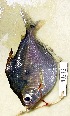  (Brachychalcinus orbicularis - FMNH153056)  @11 [ ] Unspecified (default): All Rights Reserved  Unspecified Unspecified