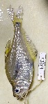  ( - FMNH153059.2)  @11 [ ] Unspecified (default): All Rights Reserved  Unspecified Unspecified