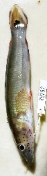  (Lugubria lenticulata - FMNH153079.1)  @11 [ ] Unspecified (default): All Rights Reserved  Unspecified Unspecified