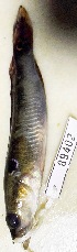  (Crenicichla alta - FMNH153080)  @11 [ ] Unspecified (default): All Rights Reserved  Unspecified Unspecified