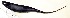  (Sternopygus astrabes - FMNH153072)  @11 [ ] Unspecified (default): All Rights Reserved  Unspecified Unspecified