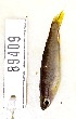  (Pyrrhulina stoli - FMNH153066)  @11 [ ] Unspecified (default): All Rights Reserved  Unspecified Unspecified