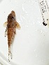  (Corydoras blochi - FMNH153109)  @11 [ ] Unspecified (default): All Rights Reserved  Unspecified Unspecified