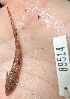  ( - FMNH153113.2)  @11 [ ] Unspecified (default): All Rights Reserved  Unspecified Unspecified