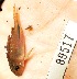  (Hoplisoma - FMNH153108)  @11 [ ] Unspecified (default): All Rights Reserved  Unspecified Unspecified