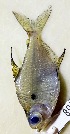  (Tetragonopterus chalceus - FMNH153197)  @11 [ ] Unspecified (default): All Rights Reserved  Unspecified Unspecified