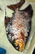  ( - FMNH153210.1)  @11 [ ] Unspecified (default): All Rights Reserved  Unspecified Unspecified