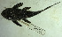  (Hypostomus corantijni - FMNH153257.1)  @11 [ ] Unspecified (default): All Rights Reserved  Unspecified Unspecified