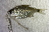  (Tetragonopterus georgiae - FMNH153229.1)  @11 [ ] Unspecified (default): All Rights Reserved  Unspecified Unspecified