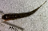  ( - FMNH153252)  @11 [ ] Unspecified (default): All Rights Reserved  Unspecified Unspecified