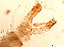  (Chaoborus ceratopogones - RIKPSY023)  @11 [ ] CreativeCommons - Attribution (2017) Unspecified University Museum of Bergen