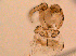  (Psychoda alticola - RIKPSY028)  @11 [ ] CreativeCommons - Attribution (2017) Unspecified University Museum of Bergen