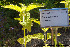  (Nepeta govaniana - Ringve03)  @11 [ ] CreativeCommons - Attribution Non-Commercial Share-Alike (2012) NTNU Museum of Natural History and Archaeology NTNU Museum of Natural History and Archaeology