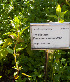  (Teucrium chamaedrys - Ringve06)  @11 [ ] CreativeCommons - Attribution Non-Commercial Share-Alike (2012) NTNU Museum of Natural History and Archaeology NTNU Museum of Natural History and Archaeology