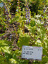  (Scutellaria rubicunda - Ringve07)  @11 [ ] CreativeCommons - Attribution Non-Commercial Share-Alike (2012) NTNU Museum of Natural History and Archaeology NTNU Museum of Natural History and Archaeology
