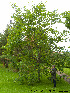  ( - Ringve12)  @11 [ ] CreativeCommons - Attribution Non-Commercial Share-Alike (2012) NTNU Museum of Natural History and Archaeology NTNU Museum of Natural History and Archaeology