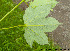  (Acer saccharum - Ringve12)  @14 [ ] CreativeCommons - Attribution Non-Commercial Share-Alike (2012) NTNU Museum of Natural History and Archaeology NTNU Museum of Natural History and Archaeology