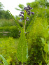  (Nepeta sibirica - Ringve30)  @11 [ ] CreativeCommons - Attribution Non-Commercial Share-Alike (2012) NTNU Museum of Natural History and Archaeology NTNU Museum of Natural History and Archaeology