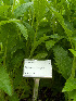  (Verbena macdougalii - Ringve31)  @11 [ ] CreativeCommons - Attribution Non-Commercial Share-Alike (2012) NTNU Museum of Natural History and Archaeology NTNU Museum of Natural History and Archaeology
