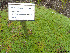  (Thymus pseudolanuginosus - Ringve34)  @11 [ ] CreativeCommons - Attribution Non-Commercial Share-Alike (2012) NTNU Museum of Natural History and Archaeology NTNU Museum of Natural History and Archaeology
