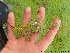  ( - Ringve34)  @11 [ ] CreativeCommons - Attribution Non-Commercial Share-Alike (2012) NTNU Museum of Natural History and Archaeology NTNU Museum of Natural History and Archaeology