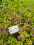  (Calamintha grandiflora - Ringve39)  @11 [ ] CreativeCommons - Attribution Non-Commercial Share-Alike (2012) NTNU Museum of Natural History and Archaeology NTNU Museum of Natural History and Archaeology