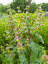  (Phlomis tuberosa - Ringve40)  @11 [ ] CreativeCommons - Attribution Non-Commercial Share-Alike (2012) NTNU Museum of Natural History and Archaeology NTNU Museum of Natural History and Archaeology