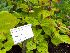  (Lamium orvala - Ringve41)  @11 [ ] CreativeCommons - Attribution Non-Commercial Share-Alike (2012) NTNU Museum of Natural History and Archaeology NTNU Museum of Natural History and Archaeology