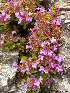  (Thymus praecox - Ringve62)  @11 [ ] CreativeCommons - Attribution Non-Commercial Share-Alike (2012) NTNU Museum of Natural History and Archaeology NTNU Museum of Natural History and Archaeology