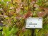  (Phyteuma spicatum - Ringve73)  @11 [ ] CreativeCommons - Attribution Non-Commercial Share-Alike (2012) NTNU Museum of Natural History and Archaeology NTNU Museum of Natural History and Archaeology