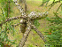  ( - Ringve87)  @12 [ ] CreativeCommons - Attribution Non-Commercial Share-Alike (2012) NTNU Museum of Natural History and Archaeology NTNU Museum of Natural History and Archaeology