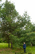  ( - Ringve89)  @11 [ ] CreativeCommons - Attribution Non-Commercial Share-Alike (2012) NTNU Museum of Natural History and Archaeology NTNU Museum of Natural History and Archaeology