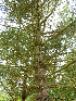 (Pinus strobus - Ringve89)  @14 [ ] CreativeCommons - Attribution Non-Commercial Share-Alike (2012) NTNU Museum of Natural History and Archaeology NTNU Museum of Natural History and Archaeology