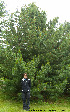 ( - Ringve92)  @14 [ ] CreativeCommons - Attribution Non-Commercial Share-Alike (2012) NTNU Museum of Natural History and Archaeology NTNU Museum of Natural History and Archaeology