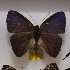  (Euselasia fournierae - NPML_R1835)  @11 [ ] Copyright (2025) Nino Page Unspecified