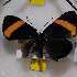  (Panaropsis semiota - NPML_R1848)  @11 [ ] Copyright (2025) Nino Page Unspecified