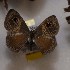  (Perophthalma tullius - NPML_R1874)  @11 [ ] Copyright (2025) Nino Page Unspecified