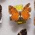  (Argyrogrammana sublimis - NPML_R2052)  @11 [ ] Copyright (2025) Nino Page Unspecified