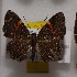  (Argyrogrammana placibilis - NPML_R2071)  @11 [ ] Copyright (2025) Nino Page Unspecified