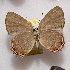  (Euselasia pelor - NPML_R2176)  @11 [ ] Copyright (2025) Nino Page Unspecified