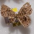  (Dysmathia portia - NPML_R2195)  @11 [ ] Copyright (2025) Nino Page Unspecified