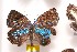  (Periplacis coruscans - NPML_bcR536)  @11 [ ] Copyright (c) (2021) Nino Page private