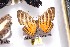  ( - NPML_bcR701)  @11 [ ] Copyright (c) (2021) Nino Page private