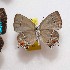  (Ostrinotes purpuriticus - NPML_lyc345)  @11 [ ] Copyright (c) (2023) Maeva Leroy Maeva Leroy