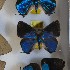  ( - NPML_lyc394)  @11 [ ] Copyright (c) (2025) Maeva Leroy Unspecified
