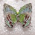  ( - NPML_lyc412)  @11 [ ] Copyright (c) (2025) Maeva Leroy Unspecified