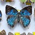  (Thereus phalantus - NPML_lyc419)  @11 [ ] Copyright (c) (2025) Maeva Leroy Unspecified