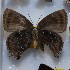  ( - NPML_lyc425)  @11 [ ] Copyright (c) (2025) Maeva Leroy Unspecified