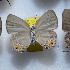  ( - NPML_lyc432)  @11 [ ] Copyright (c) (2025) Maeva Leroy Unspecified